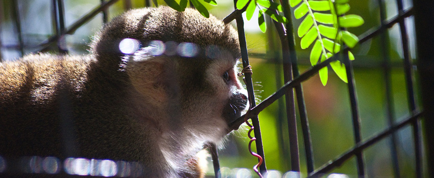Dehiwala Zoo Colombo Sri Lanka